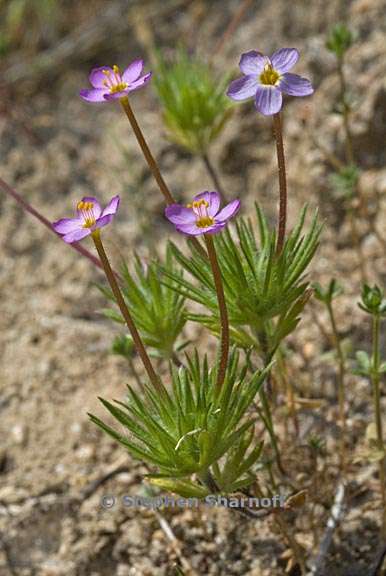 leptosiphon bicolor 3 graphic